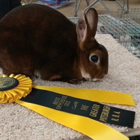 Meet your Posher Dawn - Picture 5 of 9